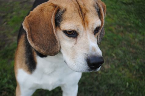 Max - Medium Male Beagle Dog in VIC - PetRescue
