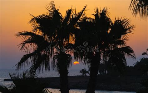 Early Morning Sunrise Among The Palm Trees Of A Tropical Island Stock