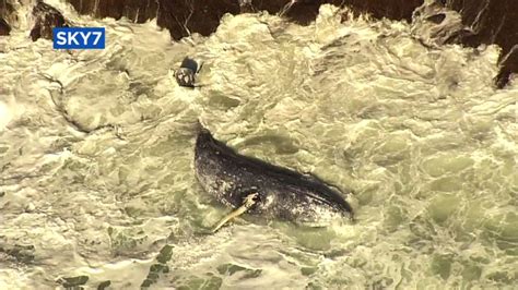 Whales Killed By Ship Strikes And Malnutrition In San Francisco Bay