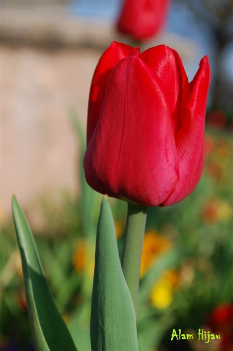 Bunga Tulip Merah Koleksi Foto Alam Mentari