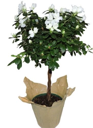 White Azalea Tree With Natural Pot Cover Approximate Delivery 2 5 Days
