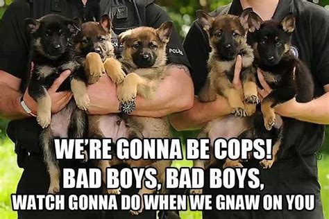Start Sometime Lol Love My Dog Cop Dog Police Dogs Funny Police