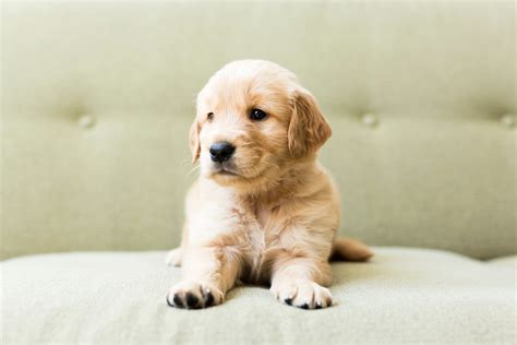 Cutest Dog Puppy In The World Photos All Recommendation