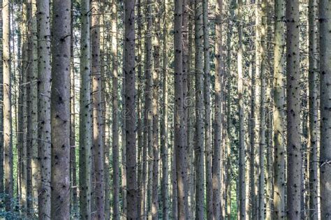 Trees In The Forest In Vertical Structure Stock Photo Image Of