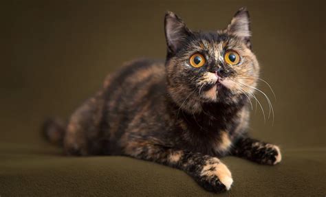Tortoiseshell Cat Facts With Pictures