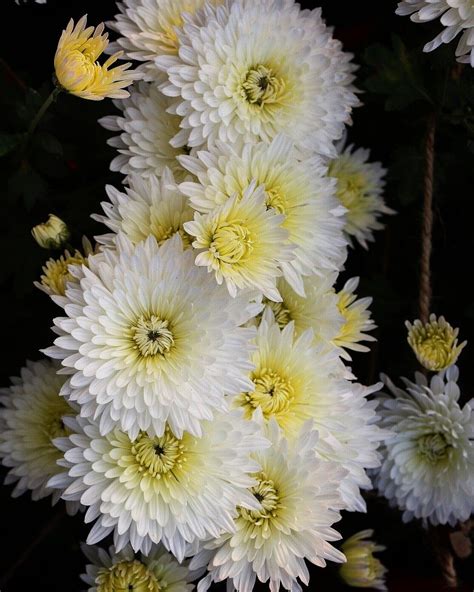 White Chrysanthemum Flower Plant Beautiful Flower Arrangements And