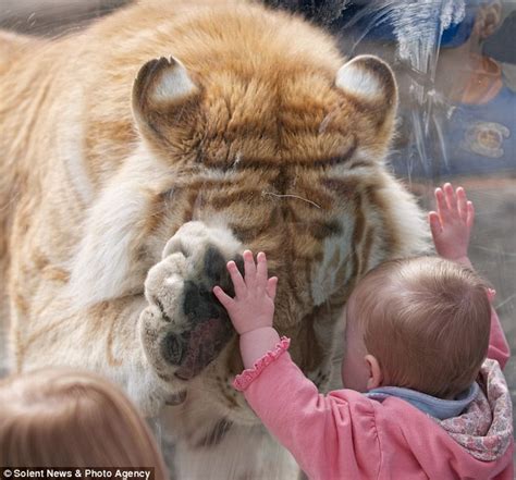 Breathtaking Encounter Of A Tiger And A Little Baby Girl Amazing Photo