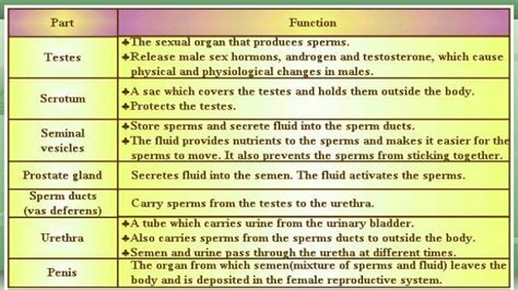 Male And Female Reproductive System Parts And Functions
