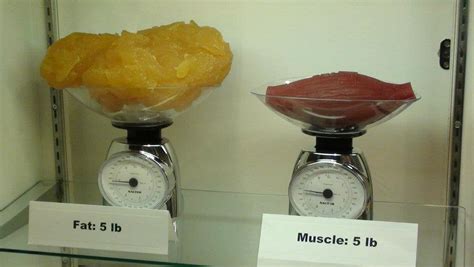 This Is What Really Got To Me 5lbs Of Fat Compared To 5lbs Of Muscle