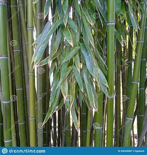 Bamboo Plants Evergreen Perennial Flowering Plants Stock Image Image Of Poaceae Ecology