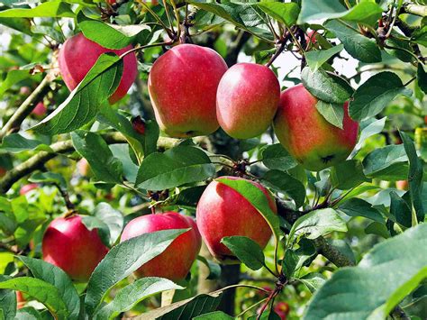 Fruit Trees Home Gardening Apple Cherry Pear Plum Super Dwarf
