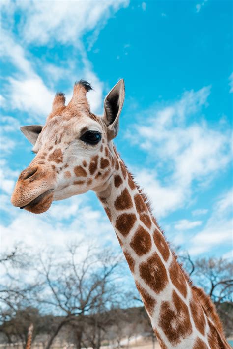 500 Giraffe Pictures Hd Download Free Images On Unsplash
