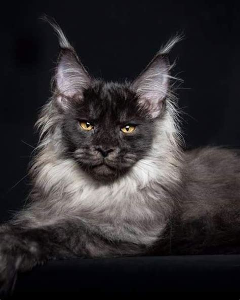 But what about the bombay cat personality, specifically? Black Smoke Maine Coon Cat ♪♫Thanks, Pinterest Pinners ...