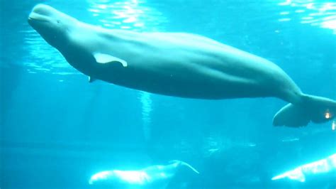 Beluga Whales Worlds Largest Aquarium Atlanta Sep 2009 Youtube