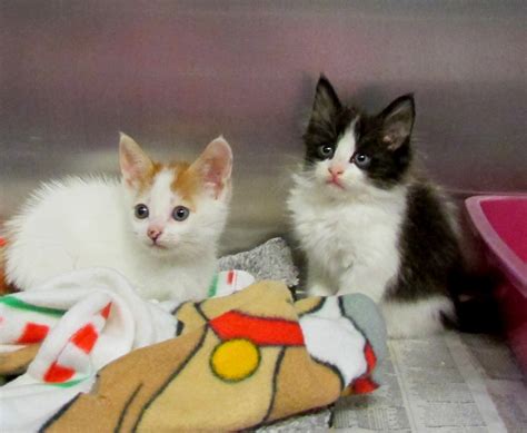 ADOPT A SHELTER CAT MONTH! | Alameda, CA Patch