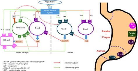 Physiology Of Gastric Acid Secretion Download Scientific Diagram