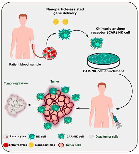 Cancers Free Full Text Nanoparticle Enhancement Of Natural Killer