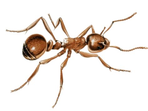 Ant Png Images Transparent Free Download