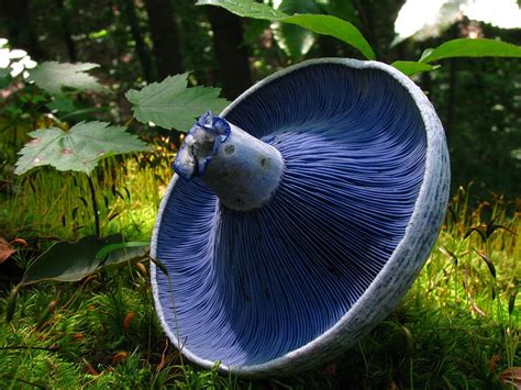 15 Fascinating Fungi Around The World Twistedsifter