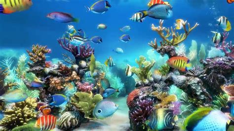 4k Aquarium Screensaver Free Download