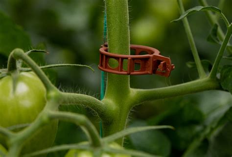 Los Clips Para Tomates Estimulan El Crecimiento Generativo De Las
