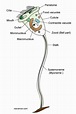 Vorticella (Bell Animalcule)- An Overview