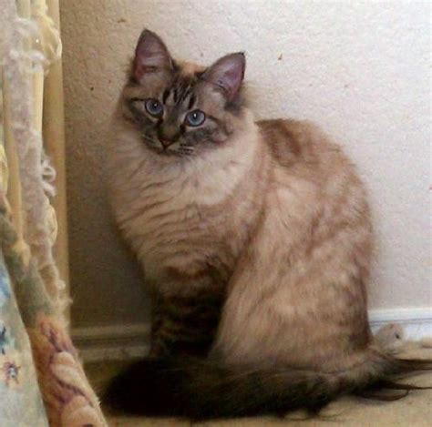 54 Best Siamese Maine Coonslong Haired Siameselynx Point