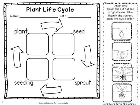 Plant Life Cycle Coloring Page Az Coloring Pages