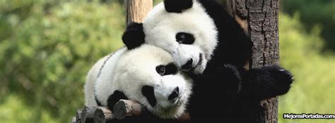 Abrazos De Oso Panda Imagui