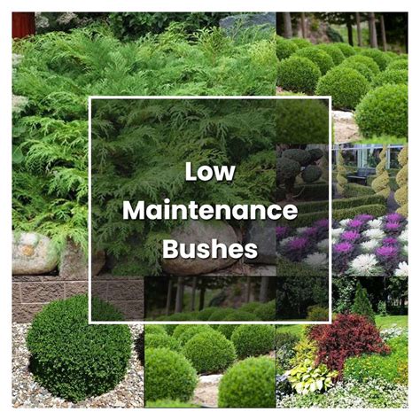 How To Grow Low Maintenance Bushes Plant Care And Tips Norwichgardener