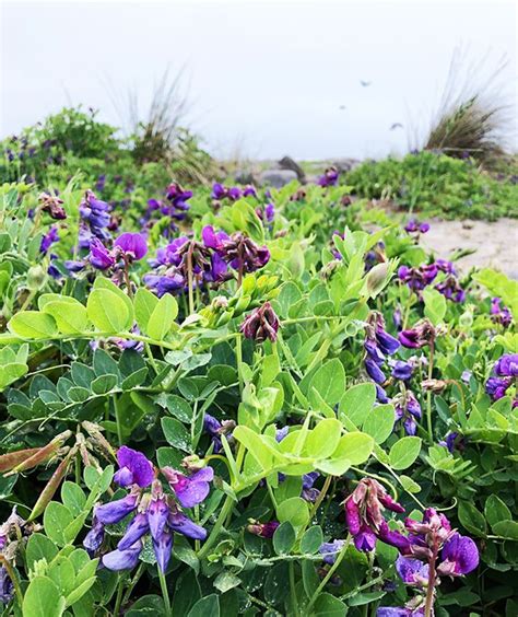 Purple Flowers Are Growing In The Sand And Green Plants Grow Along The