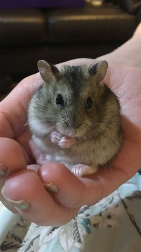 This Is My Russian Dwarf Hamster Vladimir He Loves Affection Funny