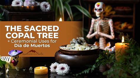 The Sacred Copal Tree Ceremonial Uses for Día de Muertos YouTube