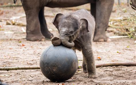 Wallpaper Cute Small Elephant Play A Ball 2560x1600 Hd Picture Image