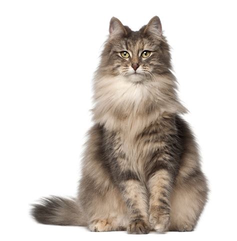 Norwegian Forest Cat Just Beautiful My Style Pinterest