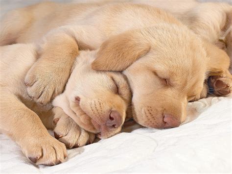 14 Sleeping Pet Photography Images Cute Puppies Hugging Each Other