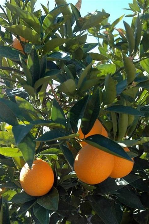 February Is Time To Apply The First Dose Of Fertilizer To Citrus Trees
