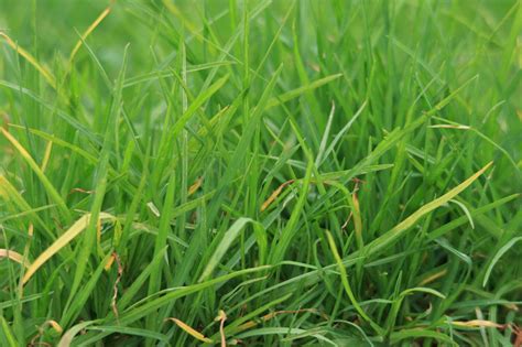 Fescue And Varieties Turf Identification Lawn Addicts