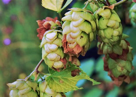Your Weekend Beer Quiz Know Your Hops Food Republic
