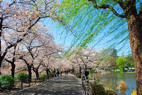 Ueno Park Attractions In Tokyo Ueno Park Tokyo Cherry