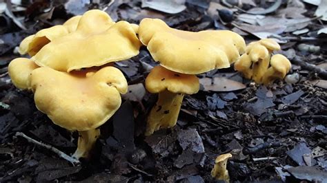 Wild Mushrooms That Grow In San Antonio Mycobuddy