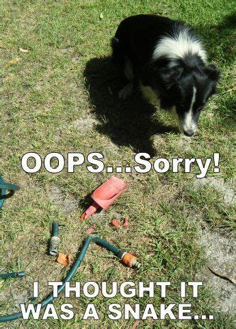 We post border collie memes for the world to see and laugh at. Pin on funny animals