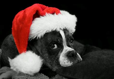 Boxer Now That Is Adorable Maybe A Christmas Card This Year Like This