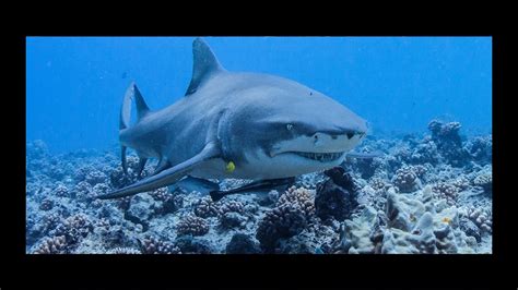 Scuba Diving With Lemon Sharks Bora Bora Hd 1080p