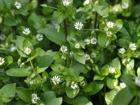 Unlike other annual weeds, crabgrass is robust and will. 5 Weeds That Look Like Flowers