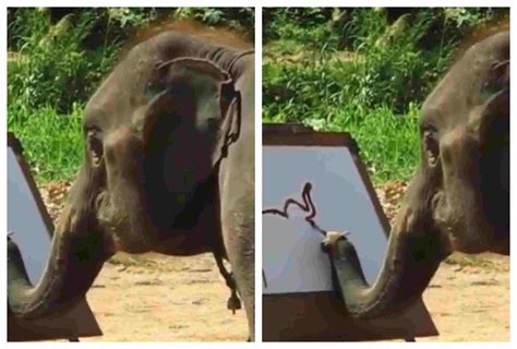 Elephant Creates Art With Its Trunk Amazes Onlookers