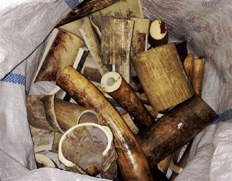Vietnams Illegal Ivory Trade Threatens Africas Elephants Annamiticus