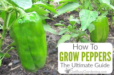 How To Grow Peppers The Ultimate Guide Get Busy Gardening In 2020