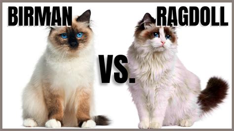 Birman Cat Vs Ragdoll Cat Youtube