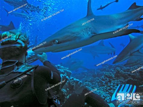 Grey Reef Sharks Females And Diver There Are Thousands Of These